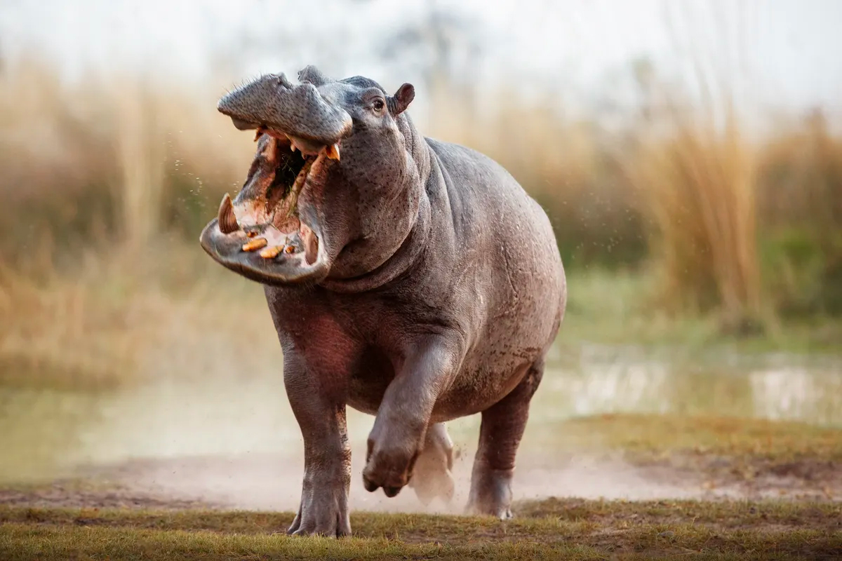 Flodhester kan være ekstremt aggressive og bør ikke konfronteres, ifølge BBC Wildlife. (Foto: Getty.) 2 3:2