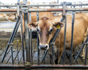 Bryne 20250822. En ku på Jerseymeieriet i Time. (Foto: Fredrik Varfjell/NTB.)