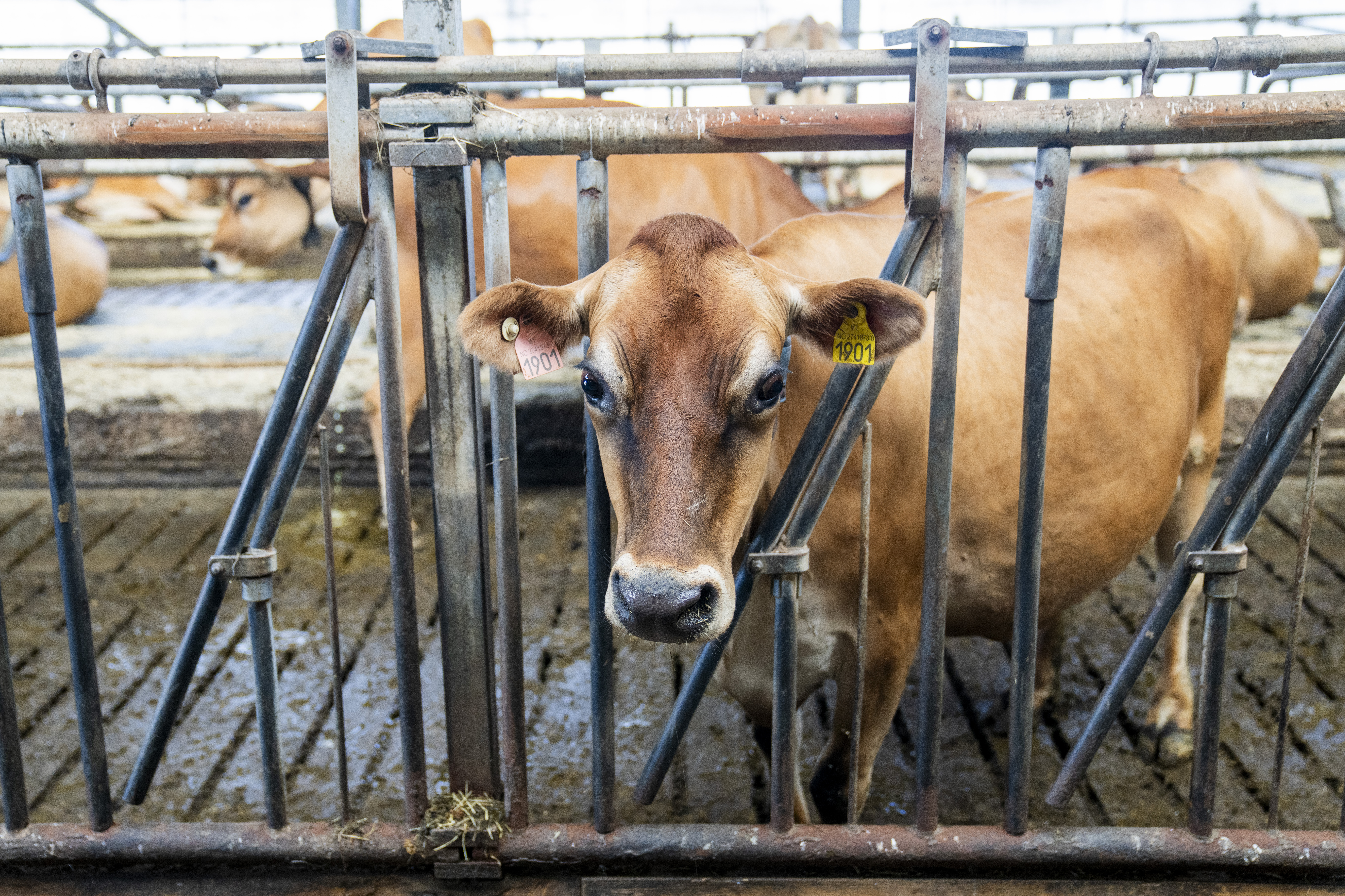 Bryne 20250822. En ku på Jerseymeieriet i Time. (Foto: Fredrik Varfjell/NTB.)