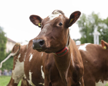 Oslo 20250511. Etter en lang vinter slippes endelig kuene løs på Bygdøy Kongsgård. (Foto: Amanda Pedersen Giske/NTB.)