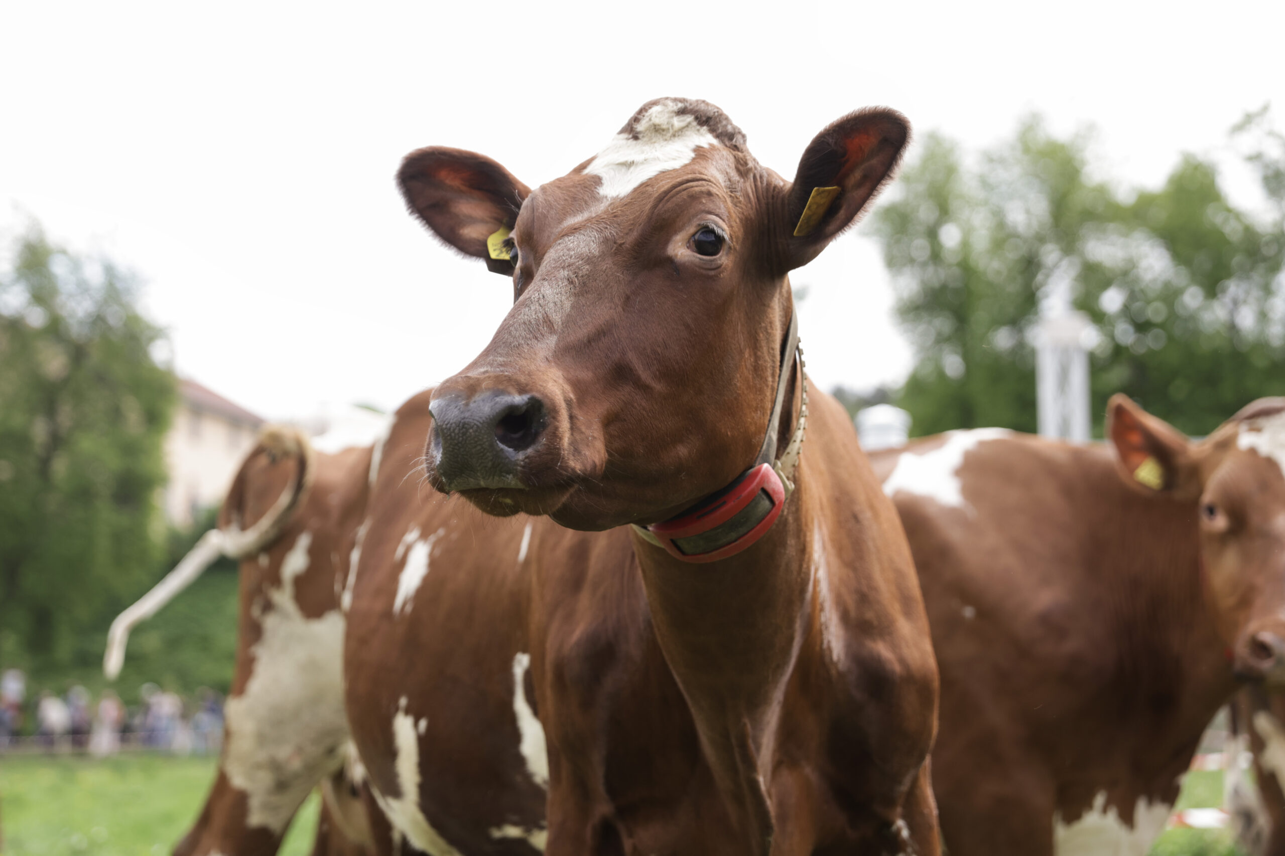 Oslo 20250511. Etter en lang vinter slippes endelig kuene løs på Bygdøy Kongsgård. (Foto: Amanda Pedersen Giske/NTB.)