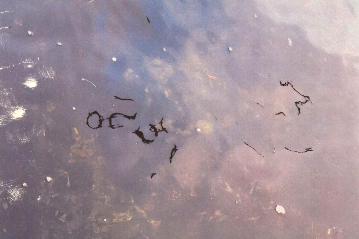 Hvordan den fysiske delen av Feronia Wennborgs utstilling vil se ut, er usikker. (Foto: Presse.)