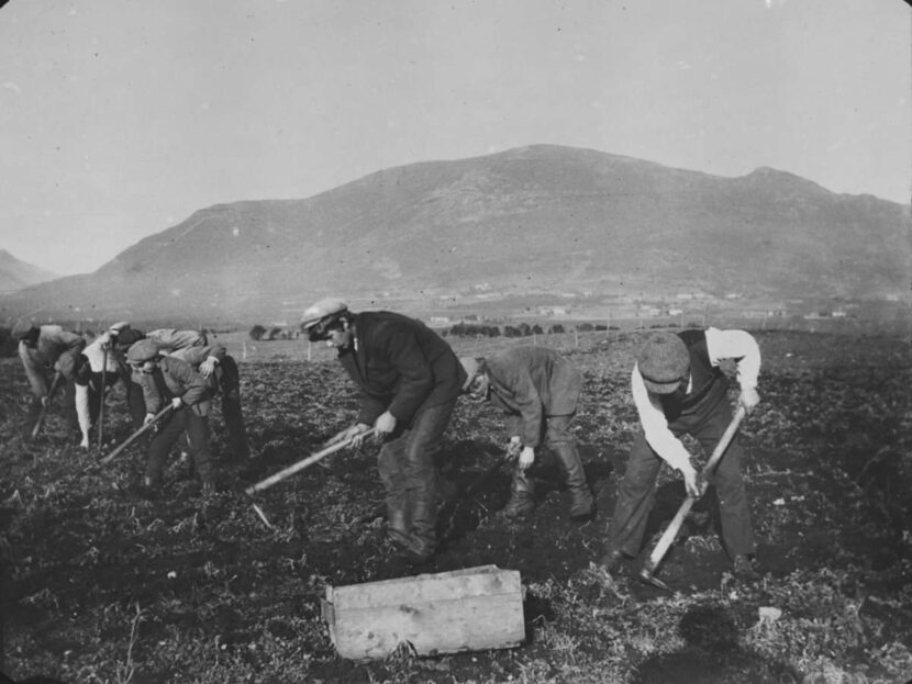 Potetopptaking 1915 ved Svanviken arbeidskoloni. (Foto: Ukjent.)